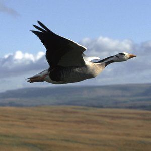 Meet your Posher, Clodet